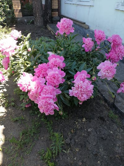 In Svirsk, Russia, a cluster of vibrant pink peonies is in full bloom, creating a striking visual against the backdrop of a building. The flowers are densely packed, with multiple layers of delicate petals forming full, rounded blooms. Some buds are visible, suggesting the flowering season is ongoing. The peonies are growing in dark, rich soil, with a few stray green shoots and pinecones scattered around the base. Behind the flowers, a portion of a brick building with a light-colored exterior wall and a wooden trim is visible. To the left, the textured bark of two trees stands prominently, adding a natural element to the scene. The overall impression is one of natural beauty flourishing near man-made structures.