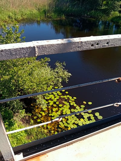 This is a high-angle, eye-level, outdoor, medium shot taken from a bridge overlooking a dark body of water with lily pads. The water is calm and reflects the bright blue sky and surrounding greenery. On the left bank, lush green trees and vegetation are visible, with reeds and tall grass on the far bank. The bridge railing, painted white with visible rust and peeling paint, runs along the bottom of the frame. The water has a rich, dark color, possibly indicating depth or the presence of tannins from decaying vegetation. A cluster of bright green lily pads floats on the surface of the water, some partially submerged. The overall scene depicts a natural, tranquil environment. There are no people or animals visible in the image. The location is identified as Kolomak, Ukraine.