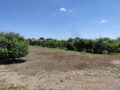 This is an outdoor, eye-level, medium shot image taken on a bright, sunny day. The scene depicts a rural area with a large expanse of dry, brown dirt and gravel in the foreground. A dark hose snakes across the left side of the frame, partially obscured by the shadow of a large, leafy green tree. In the midground, a line of dense green trees forms a natural border, with some houses visible behind them on the left. The background is dominated by a clear, vibrant blue sky with a few small, white clouds. To the right of the frame, a plume of dark smoke rises into the sky, indicating a fire or other smoky activity. The image appears to be taken in the city of Kipshek, Russia.
