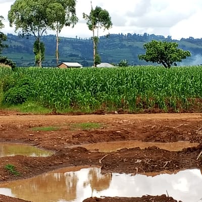 The image depicts a rural scene, likely in the Keyian ward of Kenya, characterized by a cornfield in the middle ground. Behind the field, there are a few buildings and tree lines with hilly terrains in the backdrop. In the foreground, muddy ground with puddles of water reflects the sky.