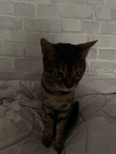 The image shows a Bengal cat sitting on a bed with a white brick wallpaper in the background. The cat is facing forward and looking directly at the camera. The cat has brown and black stripes and green eyes. The bed is covered with a pink comforter. The image is taken from a slightly high angle.