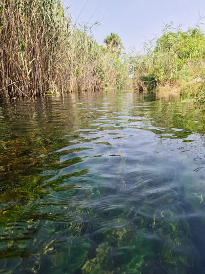 The image depicts a canal or narrow river bordered by dense vegetation, primarily tall reeds and green foliage. The water is clear and shallow enough to reveal abundant aquatic plants and submerged vegetation on the riverbed. The surface of the water exhibits ripples, reflecting the surrounding greenery and the pale blue sky. The scene appears natural and tranquil, suggesting an outdoor environment. The location is specified as Porto Cesareo, Italy, a coastal town in the Salento region of Apulia, known for its clear waters and natural landscapes, which aligns with the visual information presented in the image. There are no people or man-made structures visible in the frame, focusing solely on the natural elements of the waterway and its banks.