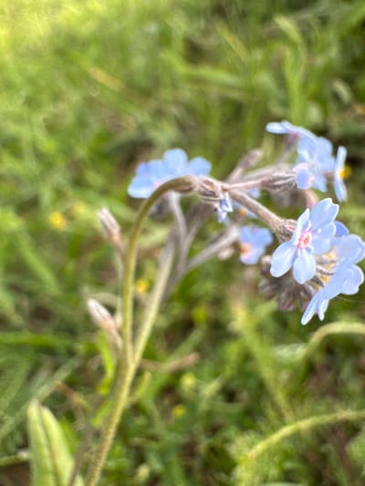 The image shows a close-up view of a cluster of small blue forget-me-not flowers with light pink centers, growing on a thin, fuzzy stem. The flowers are in various stages of bloom, with some fully open and others still developing. The background is a soft blur of green grass and foliage, suggesting an outdoor setting. There is a slight bokeh effect, with some circular highlights visible in the background, indicating a shallow depth of field. The lighting appears to be natural, possibly from sunlight filtering through leaves, creating a bright and slightly diffused illumination. The image was likely taken in a natural or garden environment. The location is stated as Verkhnyaya Mara, Russia.
