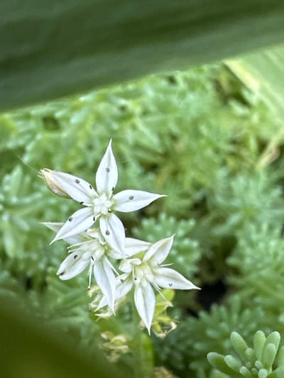 This close-up media file features several small, star-shaped white flowers with delicate petals. The flowers have dark dots scattered on their petals and prominent stamens. They appear to be growing from a succulent plant with fleshy, light green foliage, some of which is blurred in the background. A large, out-of-focus dark green leaf occupies the left side of the frame, suggesting a larger plant or natural element. The lighting suggests it might be daytime, possibly overcast given the soft light and lack of harsh shadows. The scene is a close-up of nature, likely a garden or natural outdoor setting in Myronivka, Ukraine. There is no visible text.