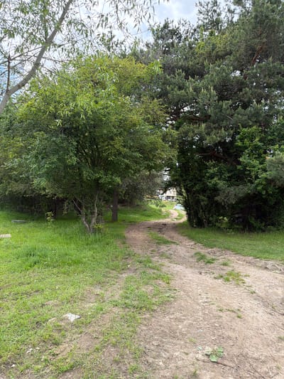 This image depicts a rural, unpaved dirt path traversing a natural, vegetated area in Tsigov chark, Bulgaria. The path, light brown in color and marked by some depressions suggesting prior use, originates in the foreground and ascends gently as it curves towards the right, disappearing beyond a dense cluster of trees.
On the left side of the path, the ground is covered with lush, vibrant green grass. A medium-sized deciduous tree with a pale grey trunk and bright green, elongated leaves stands prominently on this side, its canopy extending towards the top left of the frame. Further back and to the left, a dense undergrowth of darker green foliage is visible, with a light-colored, possibly concrete or stone, block partially embedded in the grass in the mid-ground.
The right side of the path is bordered by a thick assembly of coniferous trees, predominantly pine, identifiable by their dark green needles and some lighter green new growth. These trees form a dense, verdant wall, contributing to a slightly enclosed or tunneled appearance for the path ahead.
In the distance, beyond the bend in the path and through a gap in the trees, several multi-story buildings with light-colored facades are visible, suggesting a nearby settlement or urbanized area. A light-colored vehicle, possibly white, is partially discernable on the path in front of these buildings.
The sky is overcast with a uniform layer of clouds, resulting in soft, diffused natural lighting across the scene. The foreground of the path exhibits scattered patches of grass and some sparse broadleaf weeds. No human or animal subjects are present within the frame.