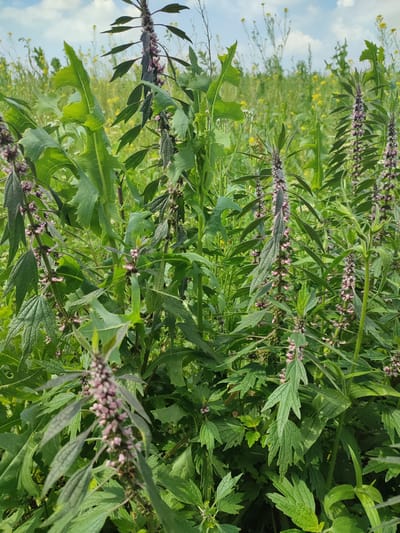 The image depicts a close-up view of a field with various green plants, some bearing small, pale pink flowers. In the foreground, several tall plants with elongated, serrated leaves and spiky flower stalks dominate the scene. The flowers are clustered along the upper portions of these stalks and are a light pink or purplish hue. The leaves are predominantly green, with some appearing darker and almost purplish-green. The background consists of more greenery, including taller plants with yellow flowers and a bright blue sky with scattered white clouds. The overall impression is of a wild, overgrown natural landscape.
There is no visible indication of the city of Bakhmut or Russia in the image.