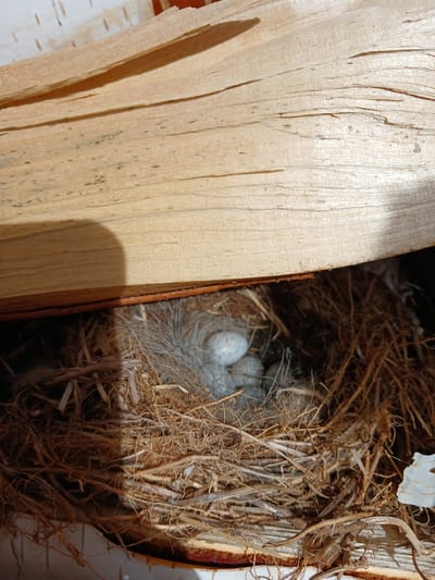 In the city of Shud'ya, Russia, a bird's nest is situated within a cavity formed by rough, light-colored wooden beams. The nest is constructed from dried grasses and twigs, lined with soft, grey downy feathers. Inside the nest are four small, speckled white eggs. The lighting suggests an outdoor environment, with dappled shadows cast by overhead objects. The scene is undisturbed and appears to be a natural habitat.