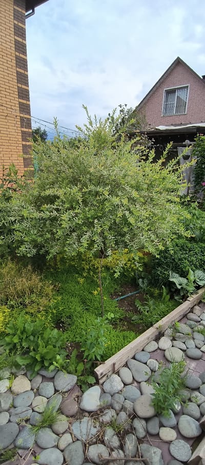 The media file shows an outdoor scene in a backyard. A brick building with a window is visible in the upper left corner. In the center of the image is a large, leafy green tree with lighter green or white variegated foliage. To the right of the tree is a garden bed filled with various plants and greenery, including some with large, patterned leaves and small yellow flowers. A portion of a pathway or border made of smooth, grey river stones is also visible on the right side of the image. A wooden plank forms a border next to the stone pathway. The sky is visible in the upper left, with some clouds. The overall impression is a lush, overgrown garden on a cloudy day. There are no people visible in the image. The setting appears to be a residential backyard, possibly in a rural or suburban area. The time of day is likely daytime, given the lighting.