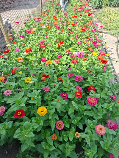 The image depicts a vibrant, dense flowerbed filled with numerous zinnia flowers in a variety of colors, including pink, red, orange, yellow, and white. The flowers are in full bloom, with many showing a layered petal structure. They are surrounded by lush green foliage. A dirt path curves along the right side of the flowerbed, and a chain-link fence borders the left side of the scene, with a wooden post visible near the foreground. The setting appears to be an outdoor garden or park area. The overall impression is one of natural beauty and abundance. This image was taken in Kriva Bara, Bulgaria.
