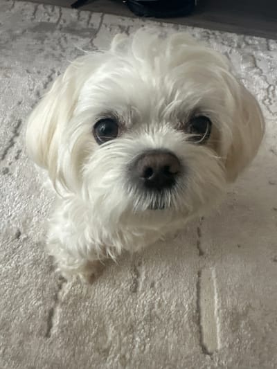 The image shows a close-up, slightly tilted view of a small white dog. The dog has fluffy white fur, dark eyes, and a black nose. It appears to be lying on a textured, light-colored surface, possibly a rug or carpet. The lighting suggests it might be indoors. The dog's gaze is directed upwards, and its expression could be interpreted as curious or expectant. There are no visible people or text in the image. The setting is a domestic indoor environment in Kumertau, Russia.