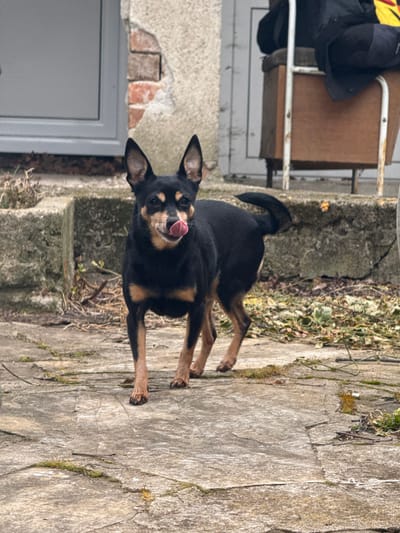 The image depicts a small, black and tan dog, consistent with a Miniature Pinscher or similar terrier breed, standing on a cracked concrete slab path in an outdoor area of Liaskovo, Bulgaria. The dog is positioned in the center of the frame, facing slightly to the right with its head turned towards the viewer, and its pink tongue extended, licking its nose. Its ears are erect, and its tail is curled upwards over its back.

The ground consists of irregularly shaped, light grey concrete slabs with visible cracks and patches of green moss and dry vegetation. Behind the dog, an elevated concrete retaining wall or step is visible. Beyond this, a weathered building facade features light grey stucco with areas of chipped plaster, revealing reddish-brown bricks underneath. A modern grey-framed door or window is partially visible on the left side of the background. To the right of the dog and behind the retaining wall, an aged, possibly metal-framed wooden chair or cabinet, with dark fabric or clothing draped over it, stands near the building wall. The overall environment suggests an unkempt residential backyard or service area.