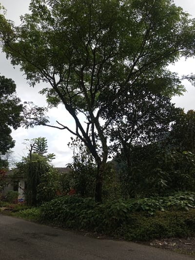 A lush, green tree dominates the frame, its branches reaching across the sky. Dense foliage creates a canopy effect, obscuring the sky behind it. Below the tree, a variety of bushes and plants form a thick undergrowth, bordering a paved road. A glimpse of a building is visible behind the vegetation, suggesting a settled area. The scene captures a natural, somewhat overgrown landscape.