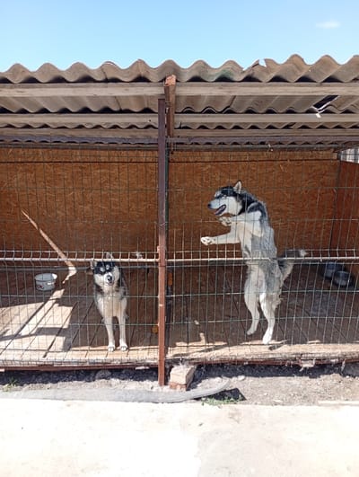 This is a medium shot, eye-level, outdoor photograph taken on a sunny day. The scene depicts two husky dogs in adjacent outdoor kennels. The kennels are constructed with wooden walls and wire fencing. The roofs of the kennels are made of corrugated, weathered material.
In the left kennel, a husky sits facing the camera, with its mouth open and tongue slightly out. A white bowl with a floral pattern is visible on the wooden floor to its left.
In the right kennel, a larger husky stands on its hind legs, reaching towards the fence with its front paws. Its mouth is open, and it appears to be looking and vocalizing at something outside the kennel. The sunlight casts strong shadows from the fence onto the wooden floor.
The ground outside the kennels is a mixture of dirt and concrete. The weather appears to be clear and sunny, suggesting it is daytime. The overall setting appears to be a backyard or a dog enclosure area. There is no visible text in the image. The location is Podvirne, Ukraine.