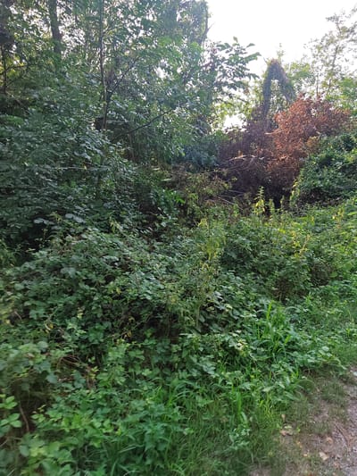 The image depicts a dense, overgrown natural area, possibly a park or wooded lot, within the city of Modena, Italy. The scene is dominated by lush green foliage, including trees, bushes, and tall grasses, with a path of gravel and dirt visible on the lower right. In the mid-ground, there is a section of trees with reddish-brown, dried leaves, suggesting a possible area of decay or a different species of tree. The overall impression is one of untamed vegetation and a lack of structured landscaping. There are no people or animals visible in the image.