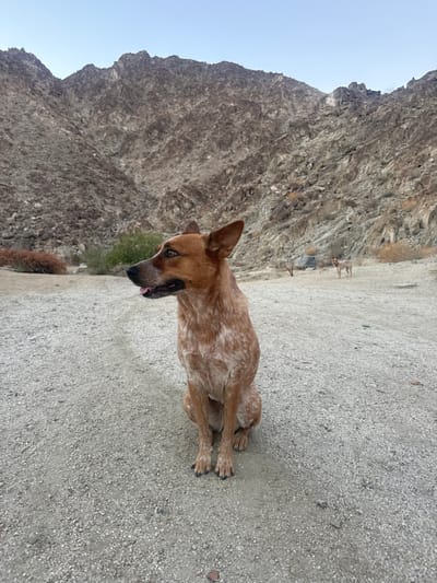 A reddish-brown and white speckled dog, consistent with an Australian Cattle Dog, is centrally positioned, seated on light-colored gravelly terrain. The dog faces left with its mouth slightly open, tongue partially visible. In the mid-ground to the right, a second, smaller, lighter-colored dog is observed standing on similar ground. Sparse desert vegetation, including green and reddish-brown scrub bushes, is visible in the mid-ground. The background is dominated by large, rugged, arid mountains composed of gray and brown rock formations. The sky above is clear and pale blue. The scene depicts a natural desert environment in the mountainous foothills surrounding La Quinta, United States.