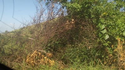 Overgrown vegetation dominates the scene. Tangled, thorny branches interweave with lush green foliage. Grasses and weeds fill the lower foreground. In the distance, a grassy hill rises against a pale blue sky. The view is partially obscured by what appears to be a window frame or reflection. Overall, the image depicts a wild, natural landscape.