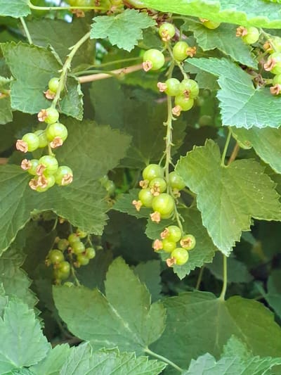 This image shows a close-up view of unripe green currant berries growing on a bush. The berries are small, round, and clustered together on thin stems, with delicate brown calyxes visible on each berry. Lush green leaves with serrated edges surround the berries, creating a natural, organic setting. The lighting suggests it is daytime, and the focus is on the developing fruit. The location of Žemaitkiemis, Lithuania, is not visually represented in the image itself.