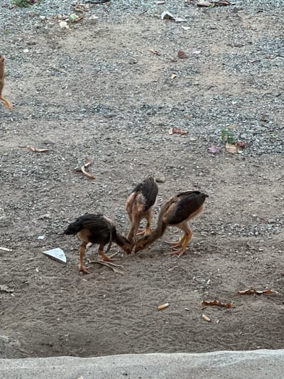 The image depicts a group of three young chickens foraging on a dirt and gravel ground in Vĩnh Hải, Vietnam. The chickens are clustered together, with their heads down, presumably pecking at the ground for food. One chicken on the left has predominantly black and brown feathers, while the other two have a mix of brown and tan feathers. Their legs and feet are a light orange color. The ground is composed of loose soil and small grey pebbles, with scattered dry leaves and some discarded cigarette butts. There is also a white piece of debris visible on the left side of the image. The background consists of more of the same ground material, with some larger rocks or concrete structures at the bottom edge of the frame. The overall impression is of a typical outdoor environment in a rural or semi-urban area.