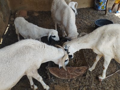 The image shows four white sheep with black markings on their faces, standing in a pen. The pen is made of a dirt floor and has a brown concrete wall on one side. The sheep are gathered around a rusty, metal trough in the center of the pen. They are all eating hay from the trough. The image was taken in Bajoga, Nigeria, at the coordinates (latitude: 10.852, longitude: 11.426).  A partially visible black plastic bucket is on the ground nearby. The pen is located in a building. There are no humans in the image.