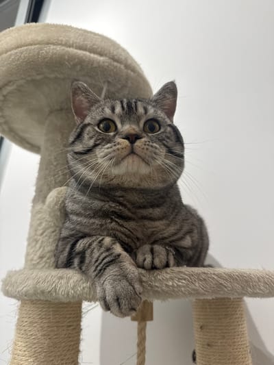 A domestic short-haired tabby cat with grey and dark brown striped fur is positioned on a beige multi-level cat tree. The cat's large, round, amber eyes with dilated pupils are directed upwards and slightly to the right. Its left front paw rests extended on the plush-covered platform's edge, while its right front paw is tucked underneath its body. A beige, mushroom-shaped upper perch of the cat tree is visible behind the cat's head, and a sisal rope-wrapped scratching post is partially visible below the platform. The background is a plain white wall. The scene is evenly lit, occurring indoors in Latsia, Cyprus.