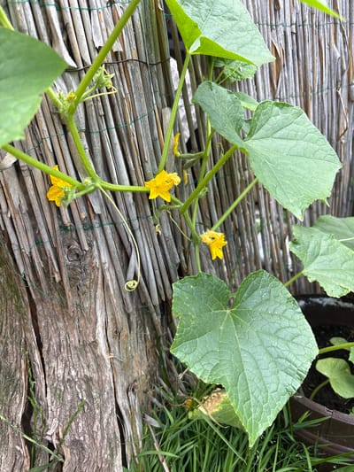 The image shows a close-up view of a cucumber plant with several bright yellow flowers and large green leaves. The plant is growing on a mat of dried reeds or straw, which is laid over a rough wooden surface. A green vine with a coiled tendril is visible, reaching out from the plant. In the background, there is more vegetation and what appears to be a dark pot or container. The lighting suggests it is daytime, and the overall scene is one of natural growth in an outdoor setting, likely a garden. The focus is on the details of the plant and its immediate surroundings. The location is Ćwiklice, Poland. There is no visible text in the image.