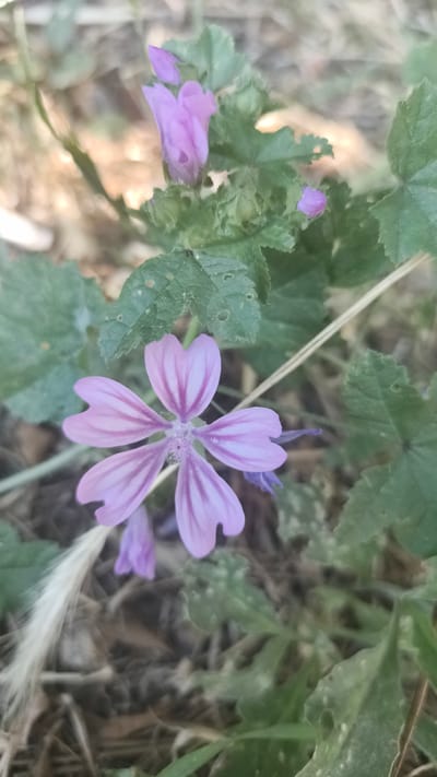 A close-up, eye-level shot captures a wild mallow flower in bloom, its pale purple petals intricately veined with a darker shade of purple. The flower, with five heart-shaped petals, is the central focus, positioned slightly left of the frame. Several closed buds and a partially opened bud of the same flower species are visible above and to the right of the main bloom. The surrounding foliage consists of broad, green leaves with serrated edges, some showing small holes. The ground below is a mixture of dry soil, scattered leaves, and a few blades of light-colored grass. The lighting is natural, casting a soft glow on the scene, with the background blurred, indicating a shallow depth of field. The image appears to have been taken outdoors in a natural setting, likely a field or roadside, within the city of Koreizskyi, Ukraine. There are no people or animals present in the frame.