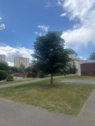 The image depicts an outdoor scene in Sarov, Russia. The foreground is dominated by a paved path running alongside a strip of dry, green grass. Beyond the grass, a tree with lush green foliage stands tall. Further in the background, several multi-story residential buildings with light-colored facades and red accents are visible. Some of these buildings appear to be under construction or renovation, with visible scaffolding.
To the left of the residential buildings, a large, modern structure with a curved, domed roof can be seen. This building, possibly a stadium or an arena, is surrounded by trees. The sky is a vibrant blue, dotted with fluffy white clouds, suggesting a sunny day. The overall atmosphere is calm and ordinary, conveying a sense of everyday life in a residential area. The time of day appears to be daytime, given the bright sunlight and clear sky. There is no visible text in the image.