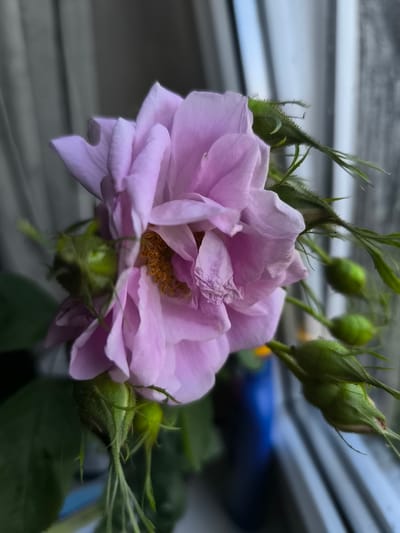 A close-up shot focuses on a light purple rose in bloom, positioned near a window with vertical blinds. Several green rosebuds are visible, some clustered around the main flower and others extending outwards. The background is blurred, showing the grey blinds and a hint of a blue object, possibly a vase, to the left. The scene is indoors, near a window, and the lighting suggests it is daytime. There are no people or animals present in the image. The location of Pasiene, Latvia is not determinable from the visual information in the image.