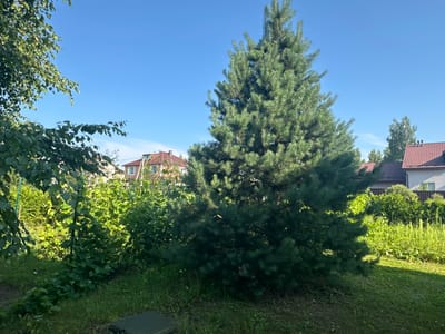 A slightly elevated, sunlit, medium shot captures a backyard scene in the Калодзішчанскі сельскі Савет, Belarus, on a clear, bright day. In the foreground, a lush, green pine tree dominates the center right of the frame, its needles dark and dense. To the left, a portion of a leafy tree with lighter green foliage shades some of the foreground grass. Behind the pine tree, a dense green hedge and various plants are visible. In the background, two houses with reddish-brown tiled roofs and white walls are partially obscured by the greenery. The sky is a clear, bright blue. The ground is covered in green grass, with a dark gray, rectangular utility cover visible in the lower left corner of the image.