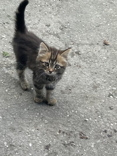 A young kitten stands on a gray asphalt surface. The kitten is a mix of brown and black tabby markings with lighter fur around its face and paws. Its tail is black and held high. The kitten is looking directly at the camera with large, round eyes. The asphalt appears to be outdoors, with some small bits of debris and a sprig of green vegetation visible to the left of the kitten. The scene is consistent with an urban environment.