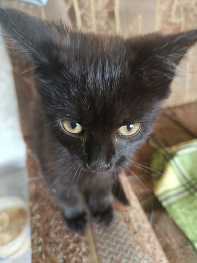 This media file is a close-up, high-angle shot of a black kitten in what appears to be an indoor setting. The kitten is the sole subject, and its face is the primary focus. It has large, pointed ears and bright yellow-green eyes that are looking directly at the camera. The kitten's fur is black and appears somewhat ruffled, especially around its ears. Its whiskers are long and prominent.
The background is softly blurred, but suggests a textured surface, possibly a rug or upholstery, in muted brown and beige tones. To the right of the kitten, a portion of a green and white checkered fabric is visible, also out of focus. To the left, there's a glimpse of a white container with some light-colored contents, which might be food or a liquid.
The lighting appears to be natural, coming from above and slightly to the front, illuminating the kitten's face. The overall mood is one of curiosity and direct engagement, as the kitten seems to be looking intently at the viewer. There is no visible text in the media file. The location context is Kostopil, Ukraine.
