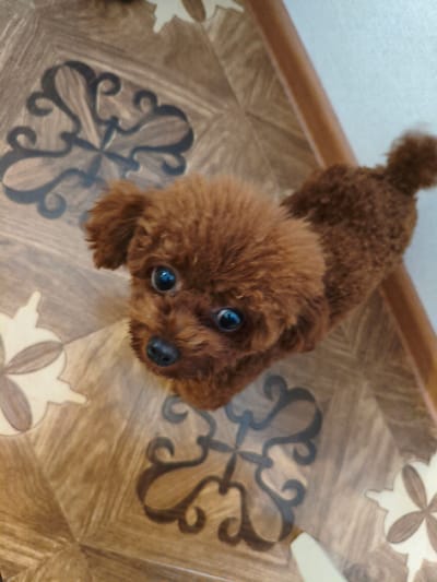 A small, brown poodle dog is pictured from a high angle, looking upwards. The dog is on a floor with a wood-patterned tile design featuring a decorative floral motif. A wooden pole is visible to the right of the dog. The dog's fur is curly and appears to be a rich brown color. Its eyes are large and dark, and its nose is black. The overall lighting suggests an indoor environment. There is no indication of the dog's location within the city of Nazran, Russia.