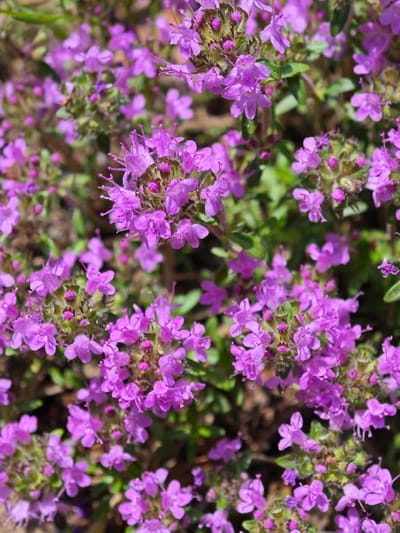 This is a close-up, vertical-format photograph of a patch of flowering wild thyme in a natural outdoor setting. The subjects are the small, intricate purple flowers and green leaves of the thyme plant. The flowers are clustered together in dense groups, with individual blossoms featuring delicate petals and prominent stamens. The foliage is a muted green, providing a backdrop to the vibrant blooms. There is no apparent activity or event taking place; the image captures a still moment in nature. The lighting suggests it is daytime, likely with bright sunlight, as indicated by the clear details and subtle highlights on the petals. The background is blurred and out of focus, composed of earthy tones and some green foliage, hinting at a garden or a meadow. There are no people, objects, visible text, or specific emotional cues conveyed. The provided location context of Zaklinye, Russia, suggests this photograph was taken in that region, likely during the flowering season of wild thyme.