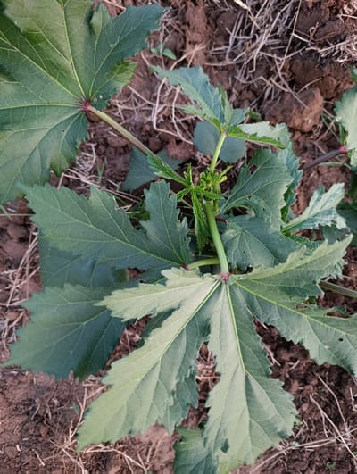 A close-up, top-down view of a young okra plant (Abelmoschus esculentis) rooted in dry, brown, clumpy soil in Vanga ward, Kenya. The plant displays multiple large, palmate leaves with deeply incised lobes and serrated margins, predominantly dark green with lighter green veins. Several leaves exhibit small, irregular perforations consistent with minor insect damage. The leaf petioles and visible sections of the central stem are a reddish-brown color. At the plant's apex, newly emerged, light green leaves and small, tightly clustered buds are present. The surrounding ground cover consists of sparse, dry plant debris and withered grass blades.
