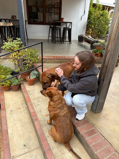An overhead photograph captures a serene outdoor scene featuring a woman interacting with two brown dogs. The woman, with medium brown hair, is kneeling on a concrete patio, wearing a dark grey hoodie with the white text "DON'T PRETEND JUST BE" on the chest, light blue jeans, and white sneakers. She gently pets the head of one of the dogs, a darker brown breed, with her right hand. The two dogs, both medium to large-sized and brown, are positioned facing each other, appearing to nuzzle or sniff noses.
The setting is an outdoor space, possibly a patio or courtyard, characterized by concrete flooring and red brick steps and edging. Numerous potted plants, including succulents and jade plants, are arranged along the steps and near a black metal railing. In the background, lush green bushes and trees indicate a verdant environment. Parts of a building with white walls and dark wooden window frames are visible, along with stacked black chairs, suggesting an outdoor seating area. A large wooden beam extends across the upper part of the frame near the woman. The natural lighting suggests it is daytime, possibly overcast or late afternoon, contributing to a calm and affectionate atmosphere. The location is Theewaterskloof Nu, South Africa.