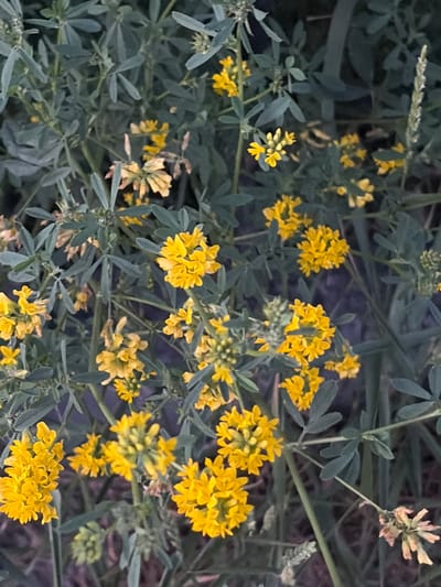 The image shows a close-up view of yellow flowers and green foliage, likely a plant species from the clover or alfalfa family. The flowers are small and clustered together, forming dense clusters. The leaves are trifoliate, meaning they have three leaflets. The background is dark and out of focus, suggesting a natural or garden setting. There are no people or animals visible in the image. The location of Kyzyl, Russia is not evident from the visual information provided.