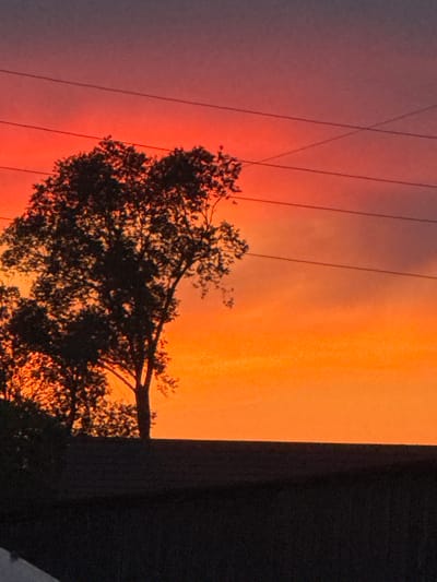 The image is a vertical, full-frame photograph of a vibrant sunset over Rodino, Russia. The sky transitions from a deep purple at the top to a bright, fiery orange and then yellow towards the horizon. Silhouetted against this colorful sky are the tops of trees and several horizontal power lines stretching across the frame. In the foreground, the dark, textured silhouette of a rooftop or elevated structure obscures the lower portion of the image. The scene is devoid of any people or visible actions, presenting a purely environmental and atmospheric depiction of the sunset.