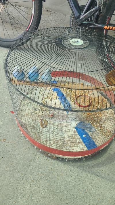 A close-up, angled shot shows three blue budgerigars perched on a wooden dowel inside a large, circular wire cage. The cage floor is covered with scattered birdseed and some scattered debris, including a small red ring and two pieces of blue plastic. A bicycle wheel and frame are visible in the background, suggesting an outdoor urban setting, possibly a yard or street. The ground surface appears to be concrete. The overall impression is of a domesticated animal enclosure in a somewhat unkempt urban environment. The scene does not contain any identifiable landmarks that would suggest the specific location of Akyar, Uzbekistan.