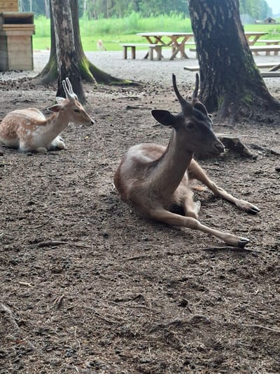 Two fallow deer, a male and a female, are resting on the ground in a wooded area with sparse undergrowth. The male, in the foreground, is a dark brown color and is lying down with its legs extended. The female, to the left, is a lighter brown with white spots and is also lying down. Both deer have their heads turned to the side, and the male has small antlers. In the background, there are trees, picnic tables, and a wooden structure that appears to be a trash receptacle. The ground is covered with dirt, pine needles, and small stones. The overall scene suggests a rural or park-like environment, possibly a wildlife enclosure. The image does not provide any direct indication of the city of Karčiupis, Lithuania, beyond the context provided.