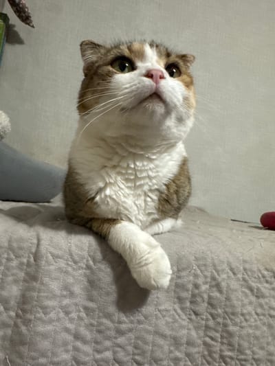 An adult cat with white, brown, and orange calico coloring sits on a quilted grey blanket. The cat is looking upwards and to the right, with its head tilted slightly. One of its front paws is extended and resting on the blanket in front of it. The background is a plain, light-colored wall. The scene appears to be indoors, likely in a residential setting. There are no people visible in the image. The location of Sof'ino, Russia, is not indicated in the image or any accompanying metadata.
