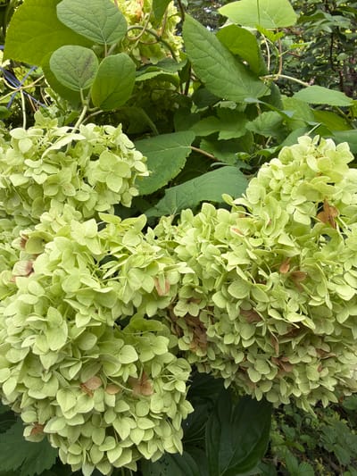 A close-up, eye-level shot captures a cluster of pale green hydrangea blossoms and large, dark green leaves. The background is filled with more lush green foliage. Some of the hydrangea petals show hints of brown. The image appears to be a photograph taken outdoors, likely in a garden setting. No people or animals are visible. The location is not specified in the image.