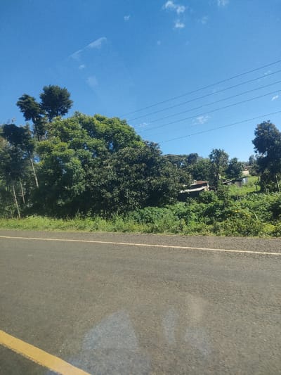 The image depicts a road scene in a rural area. A paved asphalt road with a yellow line marking the edge runs along the bottom of the frame. On the other side of the road, there's a grassy verge followed by dense green vegetation, including trees. A small building or structure is partially obscured by the foliage. Above the trees is a clear blue sky with a few scattered clouds. Power lines stretch across the sky. The location is suggested to be in Kenya, but it is not possible to determine the specific location.