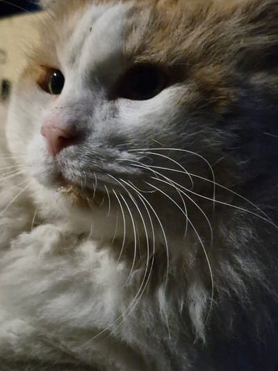 The image is a close-up, low-angle, outdoor photograph of a cat's face, with no identifiable urban context. The cat is primarily white and orange, with a pink nose and prominent white whiskers. Its left eye is visible, a dark pupil within a lighter iris. The fur appears fluffy and somewhat unkempt. The lighting is dim and appears to be artificial, casting shadows and highlighting the texture of the fur. There are no people, other animals, or specific objects that would indicate a location in Sooblase, Estonia, or any other city.