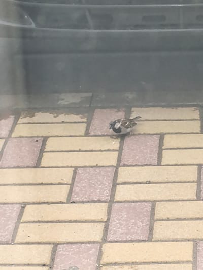 A small bird, likely a sparrow, stands on a paved walkway composed of alternating light yellow and pink rectangular bricks. The bird is facing left and appears to be pecking at something on the ground. The background is blurred and dark, suggesting it may be a reflection in a window or a shaded area. The image was taken in Bokovskaya, Russia.