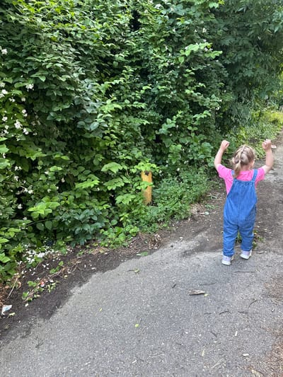 The image shows a young girl standing on a paved path next to a dense green bush. The girl is wearing a pink t-shirt and blue denim overalls. She has blonde hair styled in two pigtails and is facing away from the camera with her arms outstretched. She is wearing white sneakers.
The bush is lush and green with small white flowers interspersed throughout. There is a yellow marker or post partially visible within the bush. The paved path appears to be made of asphalt and has some small sticks and debris scattered on it. The scene appears to be outdoors, likely in a park or a natural area, given the presence of the bush and the unpaved ground on the side of the path.
The lighting suggests it is daytime, possibly late morning or afternoon. The weather appears to be pleasant, suitable for outdoor activities. The girl's pose with outstretched arms could indicate a sense of freedom or playfulness. There is no visible text in the image. The location context is Верхнерусское, Russia.