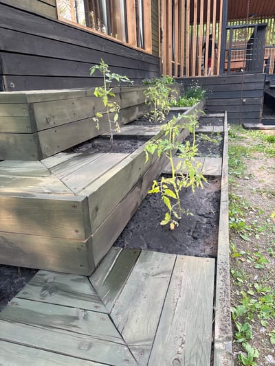 The image shows an outdoor scene with a tiered wooden structure, likely part of a garden or a multi-level deck. Several young plants, possibly tomato plants, are growing in the dark soil within the wooden planters. The wooden structures are painted a muted green and show signs of weathering. They are constructed from planks and appear to be sturdy.
In the background, a darker wooden building is visible, with horizontal and vertical planking. A window with reflections is present on the lower section of this building. A person is partially visible on an upper level of the dark building, wearing a dark shirt and red shorts, and leaning over a railing, possibly looking down at the garden area. The surrounding ground is covered with dirt and sparse vegetation.
The scene suggests a residential outdoor space, possibly a backyard in a rural or suburban setting. The lighting indicates it is daytime, and the overall atmosphere is calm and perhaps a bit overcast, given the diffused light. There is no visible text in the image. The tiered wooden planters create a modern, yet natural aesthetic, integrating the garden with the architecture. The focus is on the interplay between the constructed elements and the growing plants, with the presence of the person adding a sense of human activity.