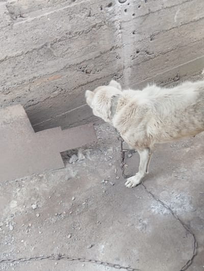 A light-colored dog is chained to a metal post on a dirt and concrete surface. The dog is the primary subject, and it appears to be standing or lying down. A metal chain is visible, connecting the dog to something out of frame. The ground is a mix of rough concrete with visible seams and patches of dirt and gravel. There are some small pieces of debris scattered on the ground. In the background, there are some metal sheets forming a sort of structure or barrier. The scene appears to be outdoors, and the lighting suggests it could be daytime. There are no people visible in the image. The overall impression is one of a functional, outdoor space, possibly a yard or an enclosure. The dog's posture or expression is not clearly discernible to infer any specific emotion. The location context of Belovodskoe, Kyrgyzstan, is provided externally.