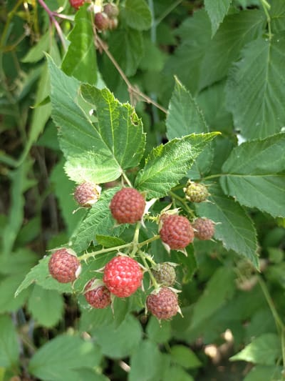 The image is a close-up, high-angle shot of ripe and unripe raspberries growing on a bush amidst green foliage. Several raspberries are visible, with some being a vibrant red and others a lighter pink or green, indicating different stages of ripeness. The berries are clustered together on thin stems, and the leaves of the bush are serrated and have a textured surface. Thorns are visible on the stems, characteristic of raspberry plants. The background is filled with more out-of-focus green leaves and some blurred brown areas, suggesting the plant is outdoors. The lighting appears natural, likely from daylight, with some highlights on the berries and leaves, implying it's daytime. There is no visible text in the image. The scene depicts a natural, outdoor setting, likely a garden or wild area where raspberries grow. No people or specific activities are depicted, other than the natural growth of the fruit. The context provided indicates the location is Kudashivka, Ukraine.
