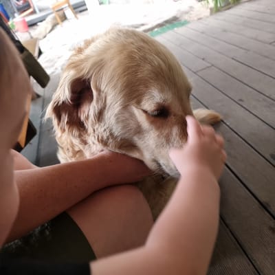 A person's arm and a child's hand are visible in the foreground, petting a golden retriever. The dog's head is in focus, with its eyes closed and its fur a light brown. The person's arm is brown and appears to be resting on the dog. The child's hand is smaller and lighter in color, with its fingers gently touching the dog's face. The background is blurred, but shows a wooden deck and some greenery. The overall scene suggests a moment of quiet affection between a person, a child, and a dog.