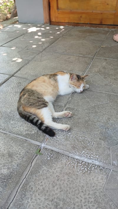 A calico cat is sleeping on a tiled patio. The cat is curled up on its side with its eyes closed. Its fur is a mixture of white, orange, and brown. The patio tiles are gray and have a diamond pattern. In the background, there is a wooden door and a wall. Sunlight is filtering through trees, casting dappled shadows on the patio. The scene appears to be in a residential area in Yalama, Azerbaijan.